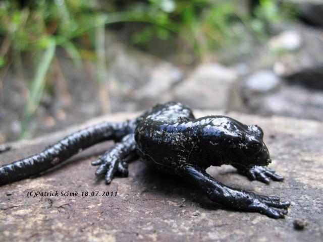Salamandra atra: comportamento difensivo